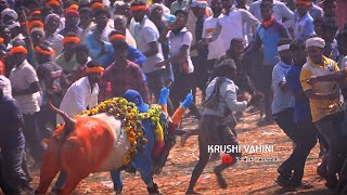 Top Bennegere Horihabba 2024| Action bulls jallikattu horihabba bailpola Gaada terabanndi