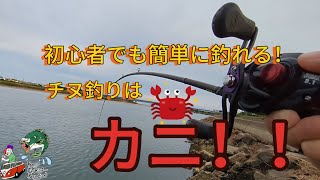 【初心者必見】簡単にチヌ【黒鯛】を釣るにはカニ！