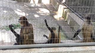 ジェフロイクモザルの赤ちゃん／上野動物園