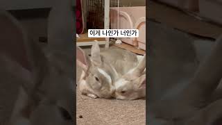 동생 그루밍해주는 토끼_a bun who is kissing his brother