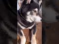 みんなで日向ぼっこ shorts dog cat 犬と猫 日向ぼっこ shibainu 柴犬