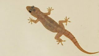 ಹಲ್ಲಿಗಳನ್ನು ಮನೆ ಇಂದ ಹೊಡಿಸಲು  ಸುಲಭ ವಿಧಾನಗಳು | How to get rid of 🦎 easily in Kannada