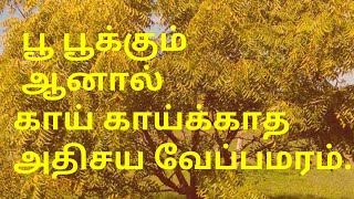 பூ பூக்கும் ஆனால் காய் காய்க்காத அதிசய வேப்பமரம் | Ayya Vazhi