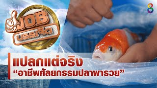 แปลกแต่จริง...อาชีพศัลยกรรมปลาพารวย!! | JOB บรรเจิด | ช่อง8