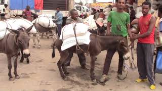 Donkeys in #Merkato ,  Addis Ababa  Ethiopia  #Animals #Donkeys