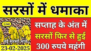 23 फरवरी  2025 !! नई सरसों मंडी भाव !! सरसों में लगातार तेजी जारी !! sarso ka bhav, mustard price