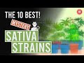 The 10 BEST “Mysterious” Sativa Cannabis Strains!