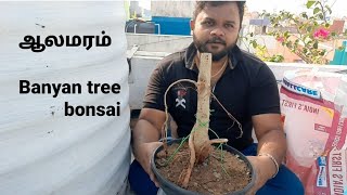 how to grow Banyan tree as bonsai | ஆலமரத்தை போன்சாய் போல் வளர்ப்பது எப்படி