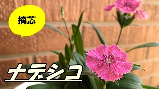 【花】ナデシコの育て方・摘芯