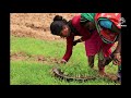 mandia chasa millet cultivation mandia chasa kipari kariba