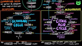 The Glyoxylate Cycle | CAC \u0026 ETC 02 | Biochemistry | PP Notes | Lehninger 6E Ch. 16.4