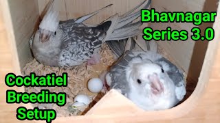 Sagar Bhai aur Kamlesh Bhai का सेटअप | एक साल में नक्शा बदल दिया, Only heavy mutation of Cockatiel