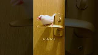 かわいい文ハラ!?ドアノブは触らせない白文鳥 #javasparrow #shorts