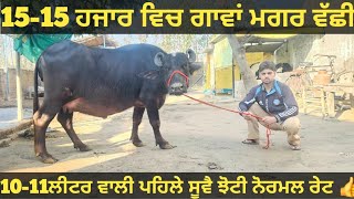 ਸਸਤੇ ਭਾਅ 3 ਗਾਵਾਂ ਅਤੇ 1 ਮੱਝ ਵੀਕਾਓ। Buffalo and cow for sale/vadiya farm/13-12-24