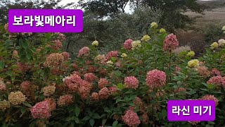 미기신곡-보라빛메아리 산청세계엑스포 #산청엑스포 #보라빛메아리