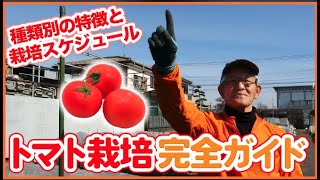 家庭菜園や農園の王道の夏野菜トマト栽培完全ガイド！トマトの種類別特徴や栽培スケジュールなどトマトの育て方を徹底解説【農園ライフ】