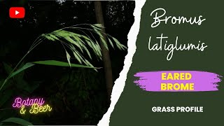 Grass Identification: Bromus latiglumis (eared brome)