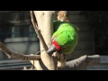 ヒワコンゴウインコ　千葉市動物公園2014年12月14日 00221