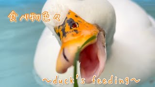 ＠あるひちゃんねるwithｳｨﾝｳｨﾝ  食べ物色々　　〜duck's feeding〜