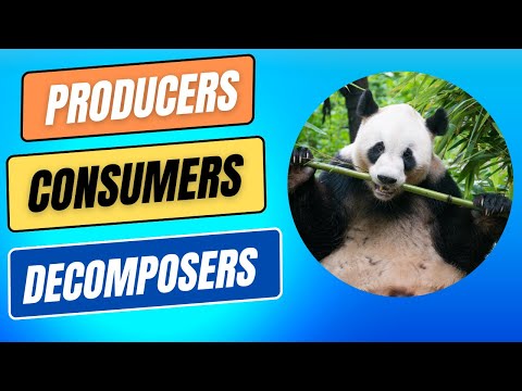 Which living organisms function as decomposers?