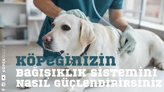 Köpeğinizin Bağışıklık Sistemini Nasıl Güçlendirirsiniz