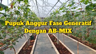 Dosis Pupuk AB-MIX Pembuahan Anggur