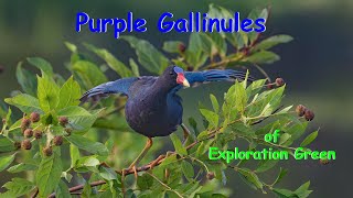 Purple Gallinules of Exploration Green