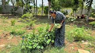 మన పొలం లో కట్టెల పొయ్యి మీద ఒక్క  చుక్క నూనె లేకుండా పాత కాలపు వంట చేసుకుందామా మా నానమ్మ special