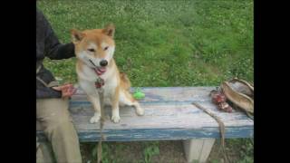 柴犬(4歳) 久しぶりに走った。