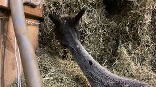 LAAFarming--Late night in the Alpaca Barn