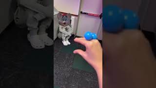 What Happened At Chuck E Cheese Shorts