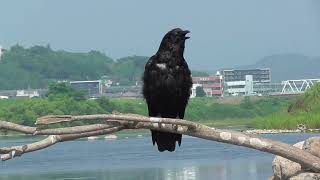 H0114　大分川　モン（ハシボソガラス）Oita River　Mon (Wild Carrion Crow)