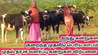 HF-ல ஐந்து தோரணையான பால் வர்க்கமான வளர்ப்பு கன்றுகள் விற்பனை