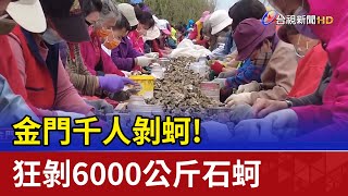 金門千人剝蚵！狂剝6000公斤石蚵 民眾樂翻