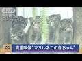 貴重映像“マヌルネコの赤ちゃん”お披露目　神戸市【スーパーJチャンネル】(2024年6月20日)