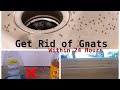 How To Get Rid of Gnats Inside The House