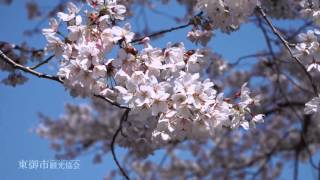 東御市の桜　中央公園・海野宿桜のトンネル