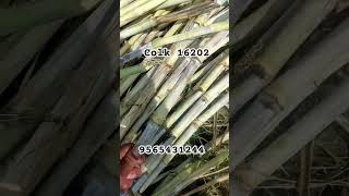 Colk 16202 sugarcane verity #josanagro #short #viral #shortvidei