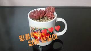 친절한정자씨#0239♥️다육이핑클루비♥️분갈이하기♥️회초기르기