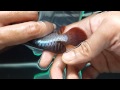 Arowana@Lui Collection Special Order TW Arowana@Lui Collection Special Order TW