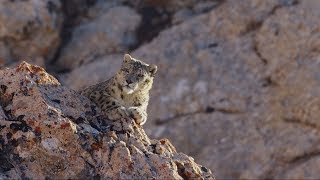 「ディズニーネイチャー／ボーン・イン・チャイナ」ユキヒョウのダーワー