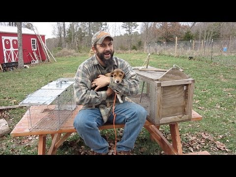 Havahart vs. Homemade Trap. Which is Better for Trapping Raccoons? Havahart vs. Homemade Trap. Which is Better for Trapping Raccoons?