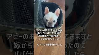 【衝撃】そんなことある？　#ぶるふぁみのアビー #フレブル #フレンチブルドッグ #frenchbulldog #フレブルライフ #鼻ぺちゃ #ペットおもしろ動画 #わんこ