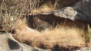 Leopards at Bera