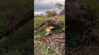 Shikra catches the quail