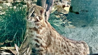 ツシマヤマネコのしたるちゃん　東山動植物園　2023年12月9日