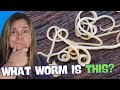 Cat worms -Figuring out What Worm it is & How to Treat and Prevent