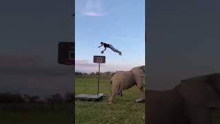 क्या करतब है 😳😲। animal funny videos।tik tok most funny video #shorts #funnyvideo #animal