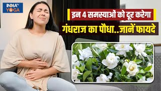 Gandhraj Flower Plant: इन 4 समस्याओं को दूर करने में बेहद फायदेमंद है गंधराज का पौधा, जानें फायदे