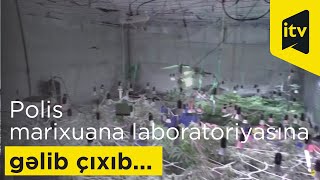 Məhsul yığımına bir ay qalmış polis marixuana laboratoriyasına gəlib çıxıb...